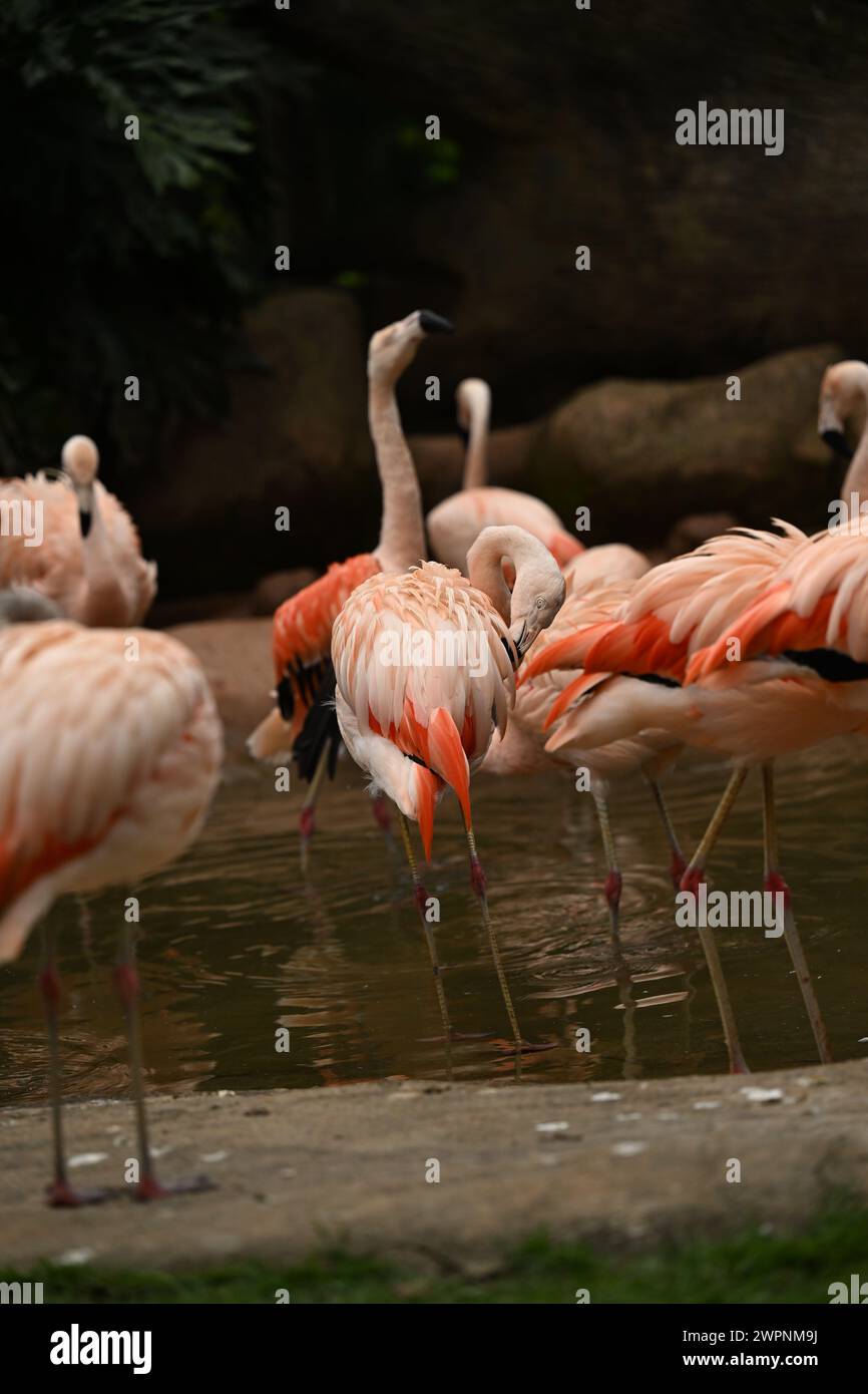 Groupe de Flamingos dans un lac Banque D'Images