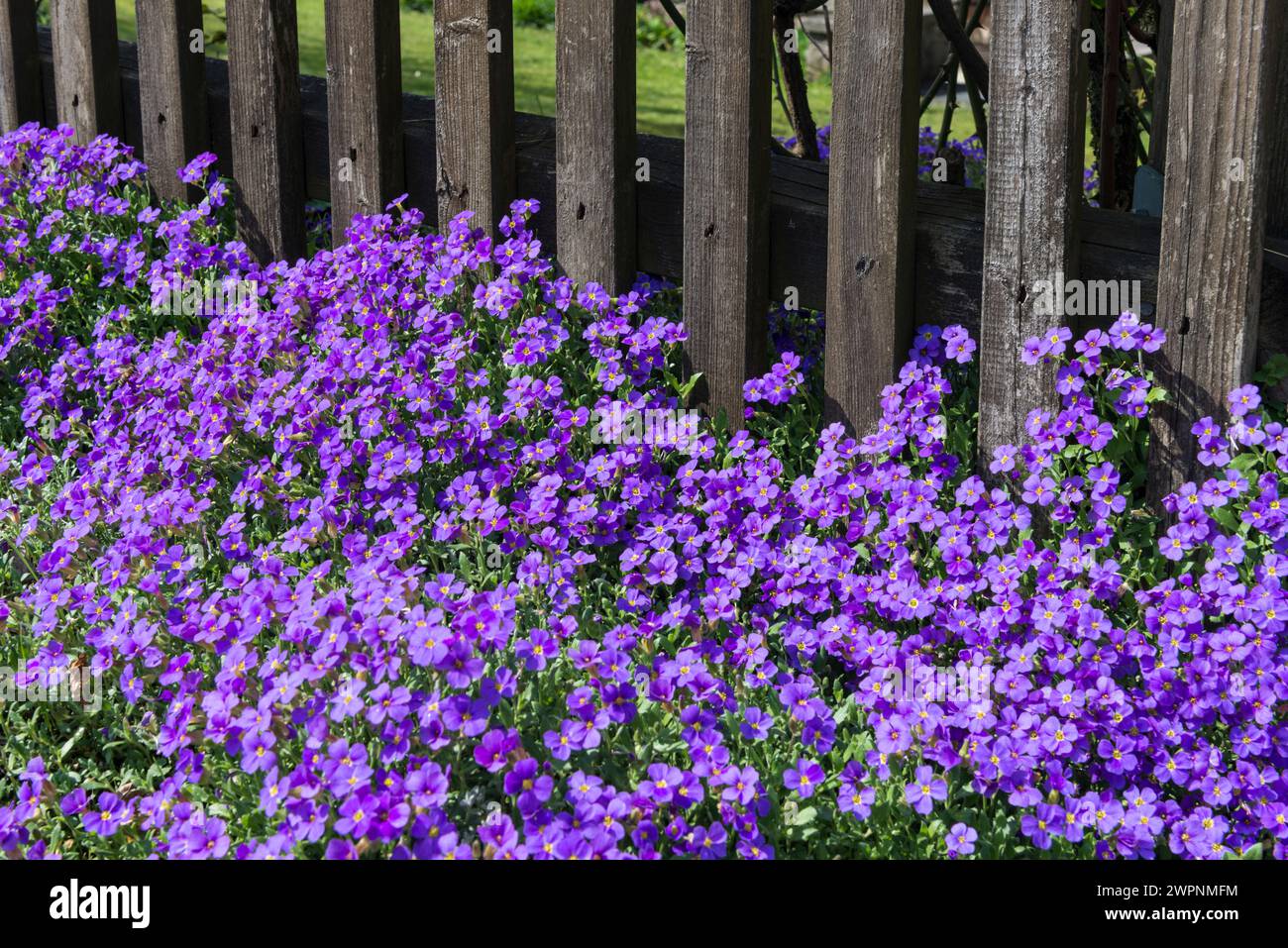 cottage jardin, fleurs, plantes Banque D'Images