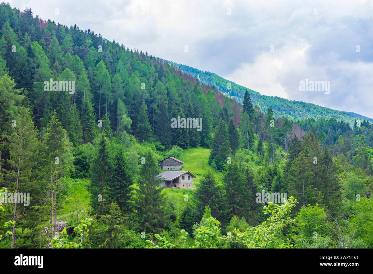 Aprica, forêt des Alpes Bergamasques et Préalpes (Alpi e Prealpi Bergamasche) à Sondrio, Lombardie / Lombardie, Italie Banque D'Images