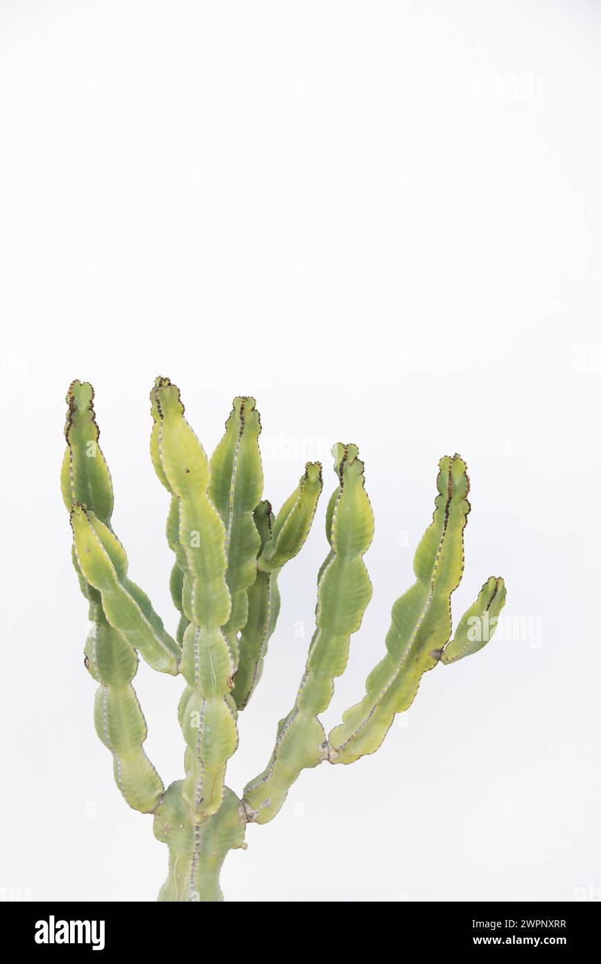 Cactus ramifié d'un mur de maison blanchi à la chaux à Lanzarote, Espagne Banque D'Images