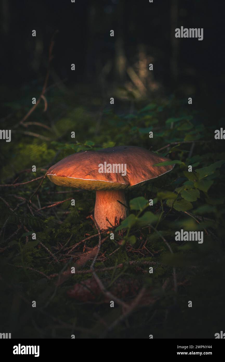 Gros plan d'un champignon porcini (Boletus) dans la mousse sur le sol forestier, Ostallgäu, Allgäu, Allemagne du Sud, Allemagne Banque D'Images
