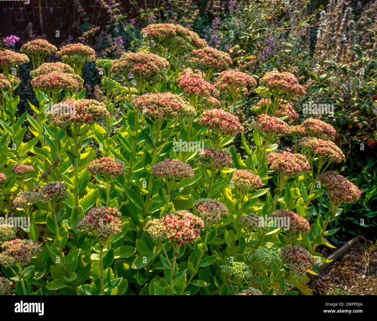 Sedum spectabile (plante de glace / pierre brillante / pierre à papillons) en fleur en croissance dans le jardin anglais frontière, Angleterre, Royaume-Uni Banque D'Images