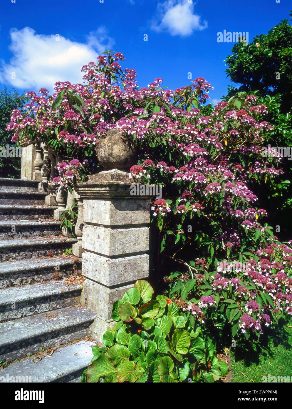 Hydrangea villosa 'Velvet and Lace' plante en pleine floraison et poussant par marches de jardin en pierre ornées avec balustrade dans le jardin anglais, Angleterre, Royaume-Uni Banque D'Images
