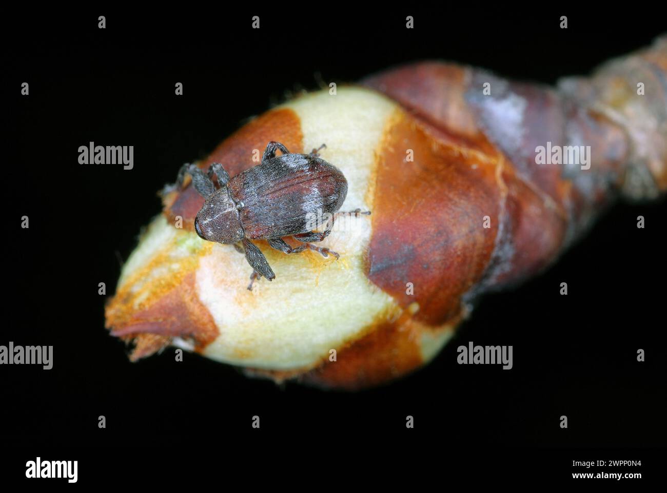 Charançon de poire ou charançon de fleur de poire (Anthonomus piri). Un ravageur des poiriers qui détruit les bourgeons. Un coléoptère qui mord dans le bourgeon fleuri des poiriers. Banque D'Images