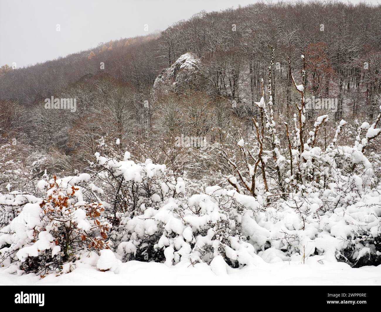 Europe, Allemagne, Hesse, Hesse centrale, Parc naturel de Lahn-Dill-Bergland, réserve naturelle 'Aubachtal' près de Haiger, hiver, formation rocheuse 'Wildweiberhäuschen' Banque D'Images