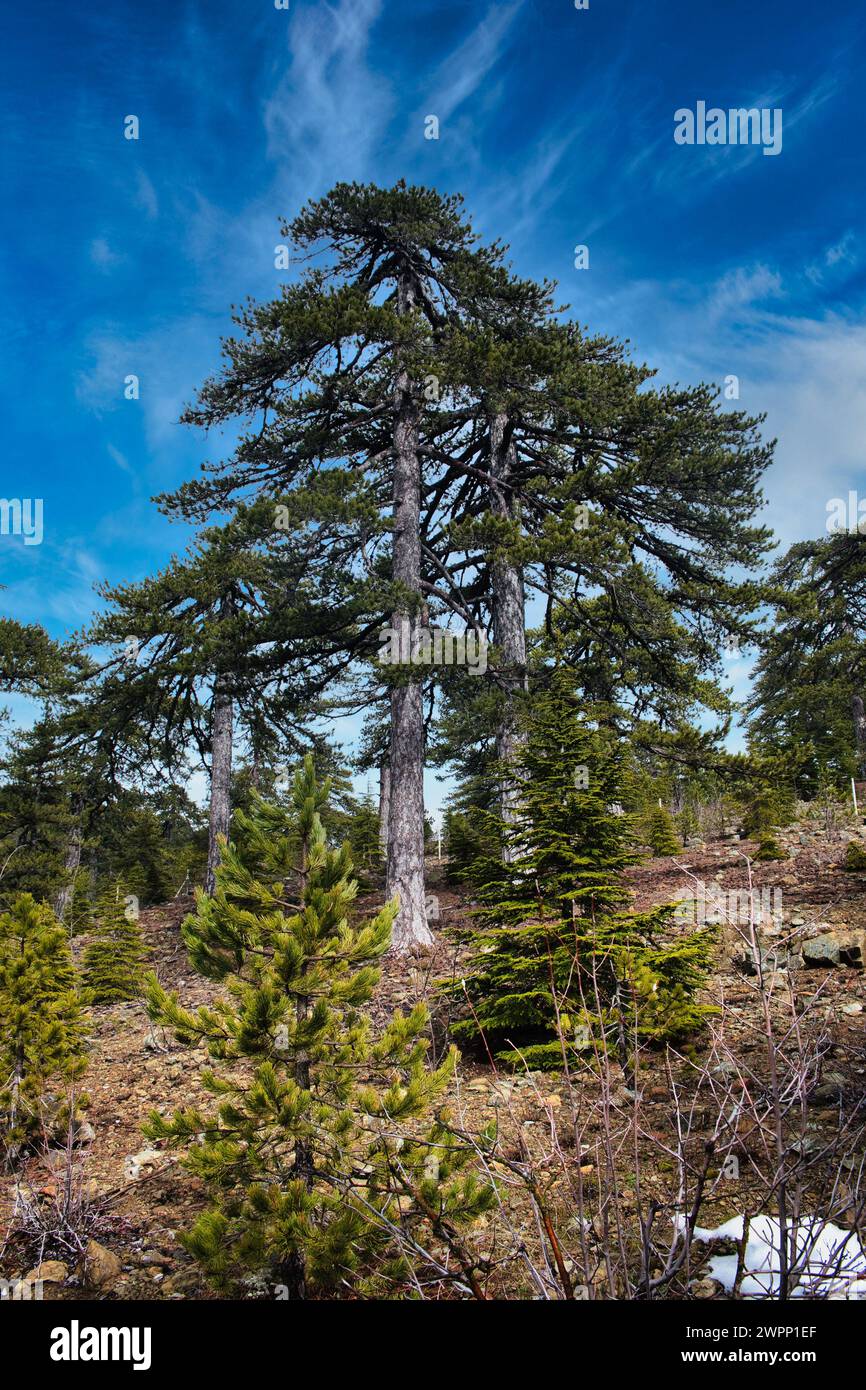 Pins noirs monumentaux (Pinus nigra ssp. Pallasiana), endémique des plus hautes altitudes des montagnes Troodos, Chypre Banque D'Images