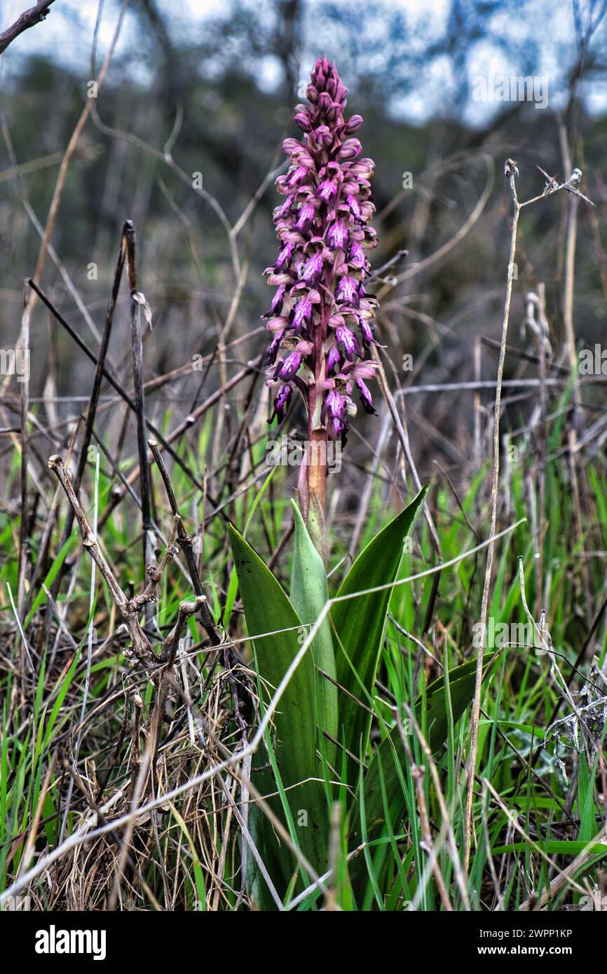 orchis géant fleuri (Himantoglossum robertianum), assez commun dans les pays méditerranéens. Point de vue bas de la caméra Banque D'Images