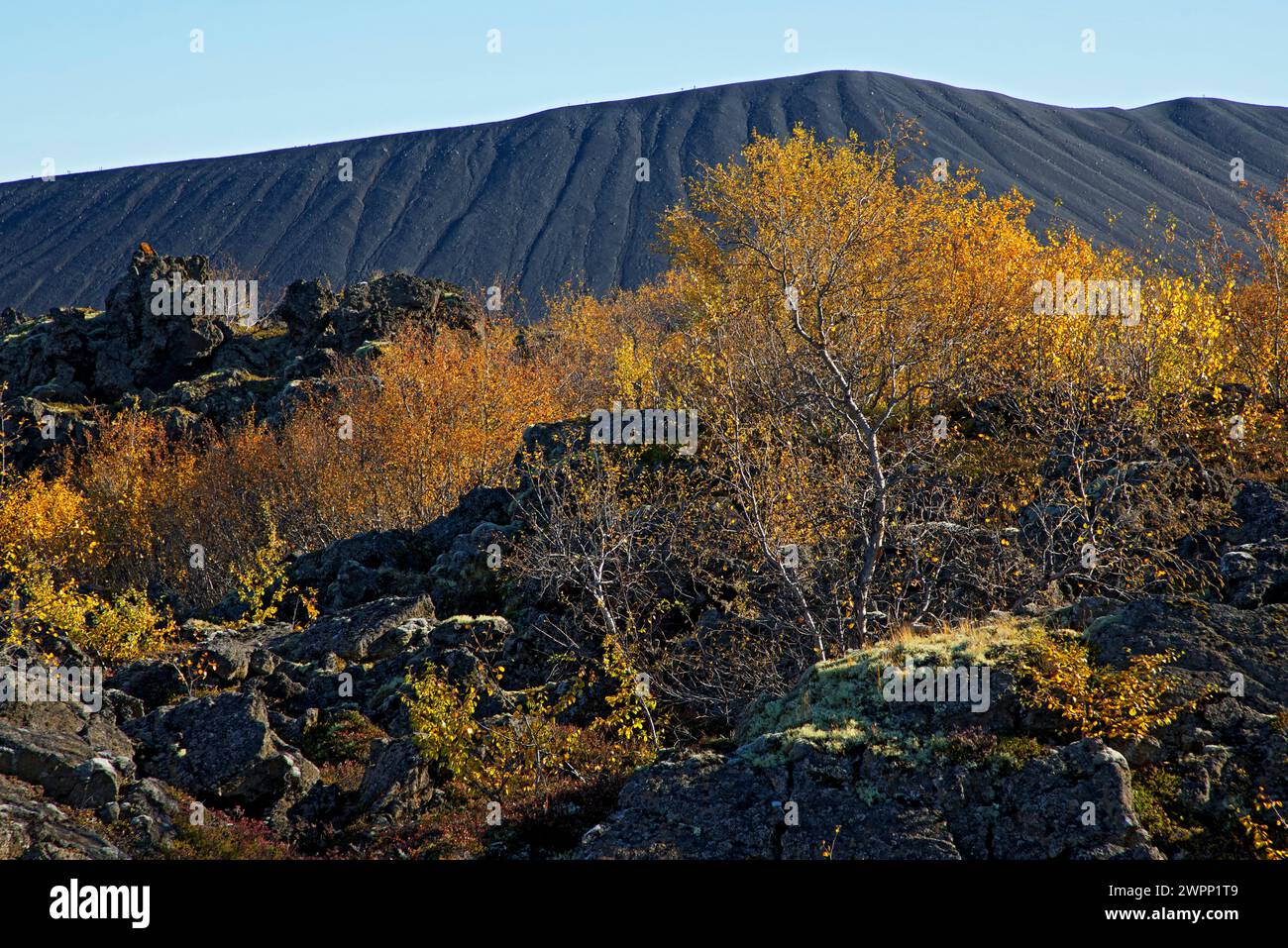 Vue depuis Dimmuborgir sur les bouleaux nains colorés en automne jusqu'au volcan Hverfell sur le lac Myvatn dans le nord de l'Islande Banque D'Images