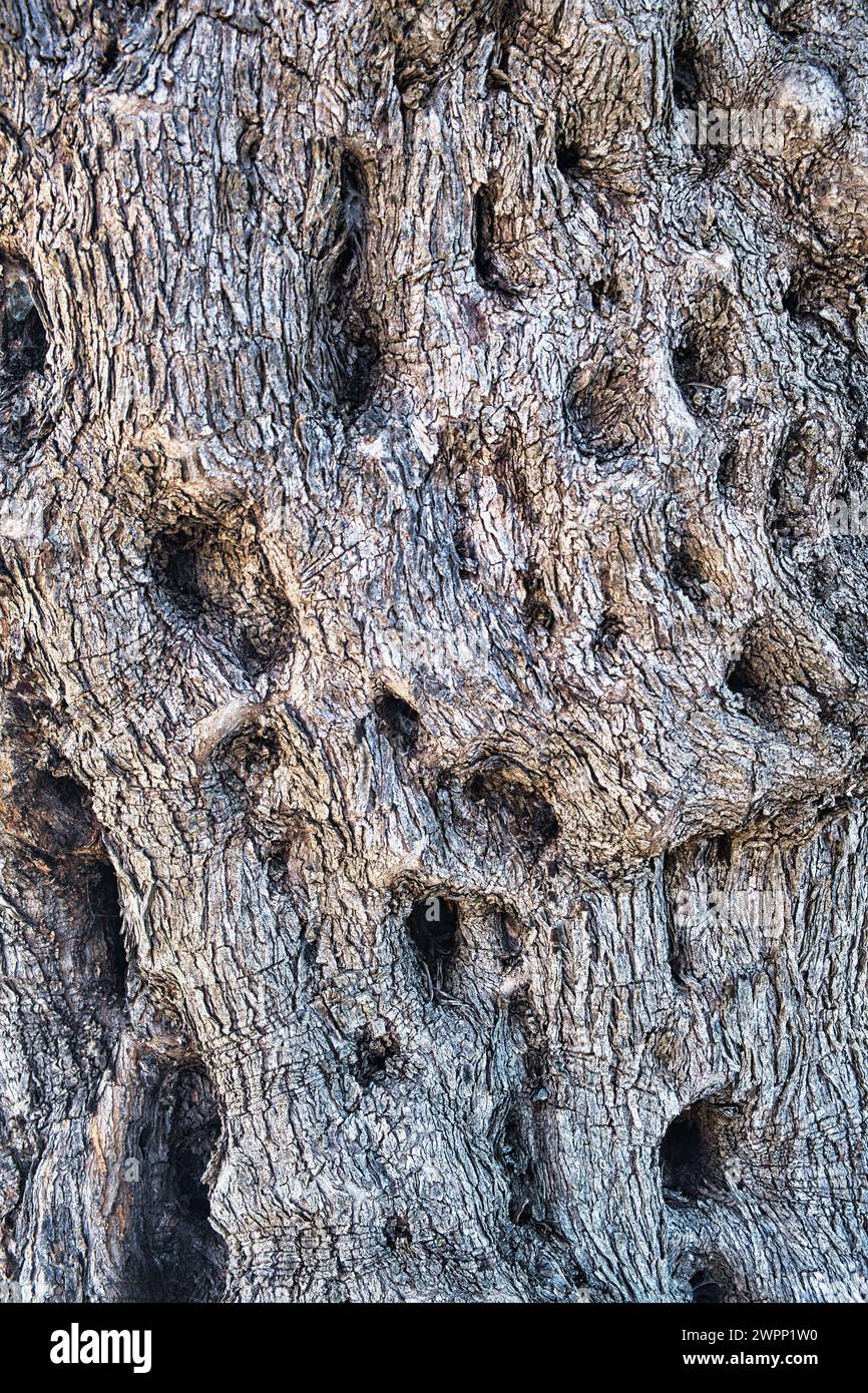 Texture de l'écorce du tronc d'un olivier ancien (olea) Banque D'Images