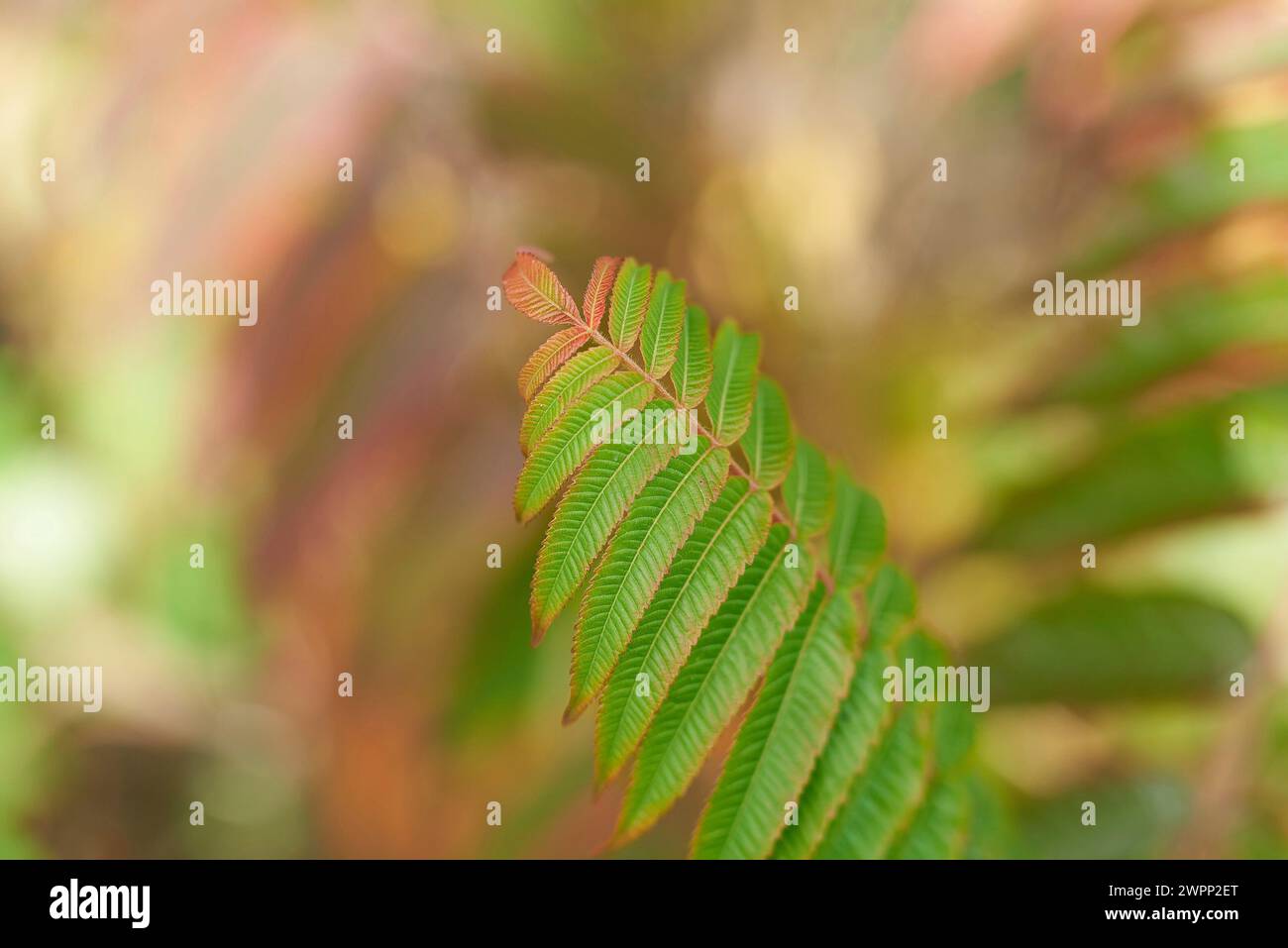 Feuilles d'un arbre à vinaigre Banque D'Images