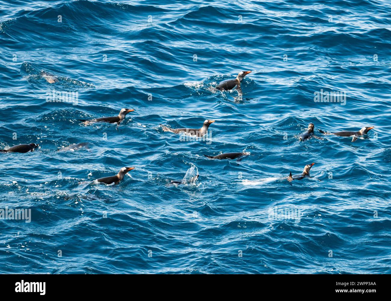 Un groupe de pingouins Gentoo (Pygoscelis papua) nageant dans l'eau. Antarctique. Banque D'Images