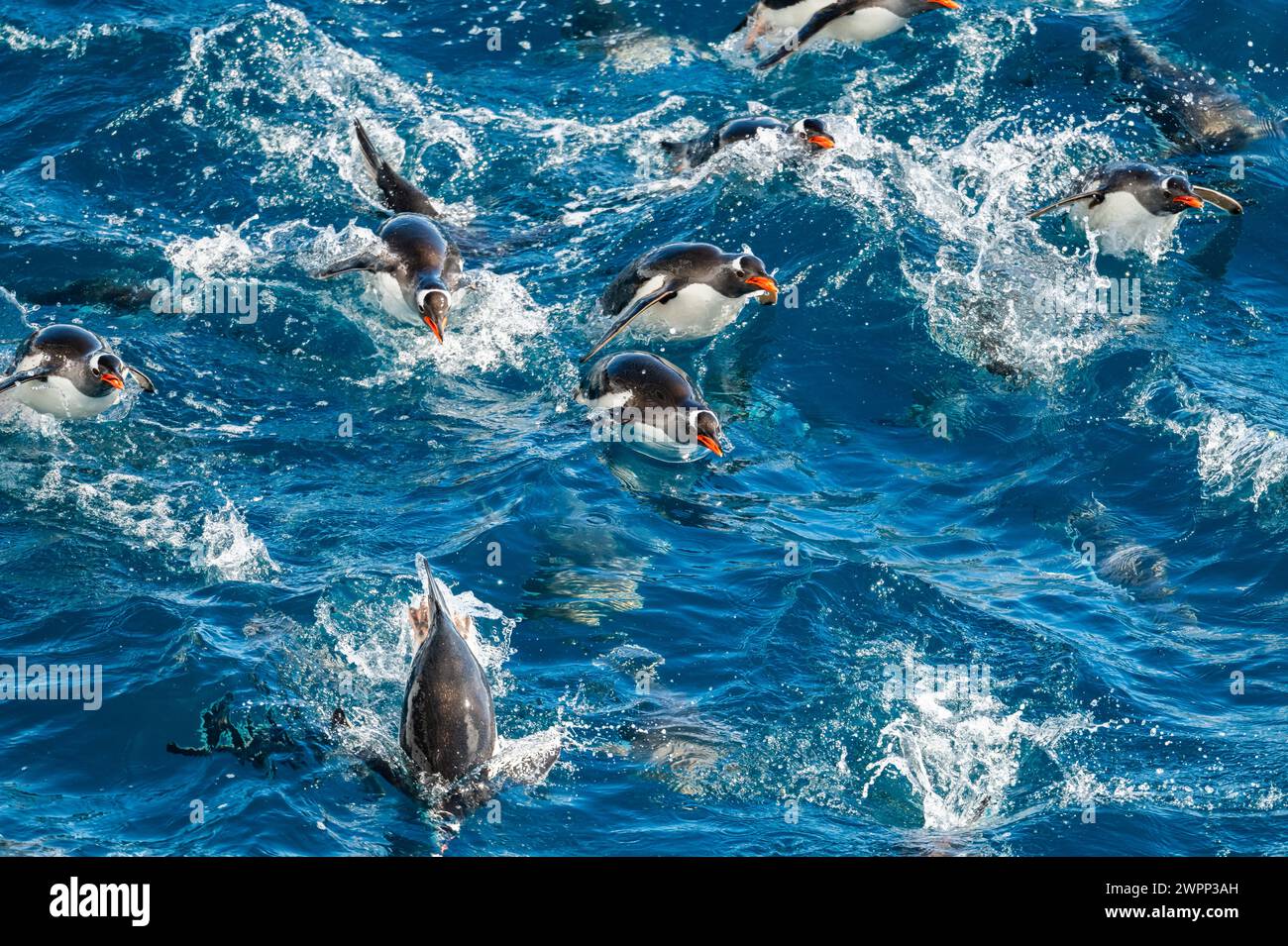 Un groupe de pingouins Gentoo (Pygoscelis papua) nageant dans l'eau. Antarctique. Banque D'Images