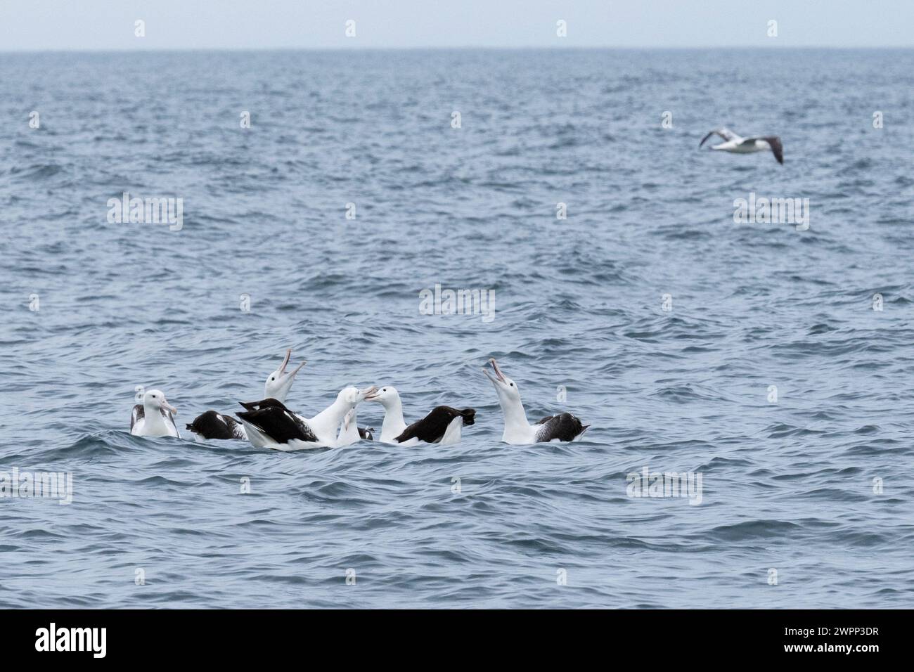 Nouvelle-Zélande, Île du Sud, Dunedin, péninsule d'Otago, Taiaroa Head. Albatros Royal du Nord (Diomedea sanfordi) socialisant sur l'eau. Banque D'Images