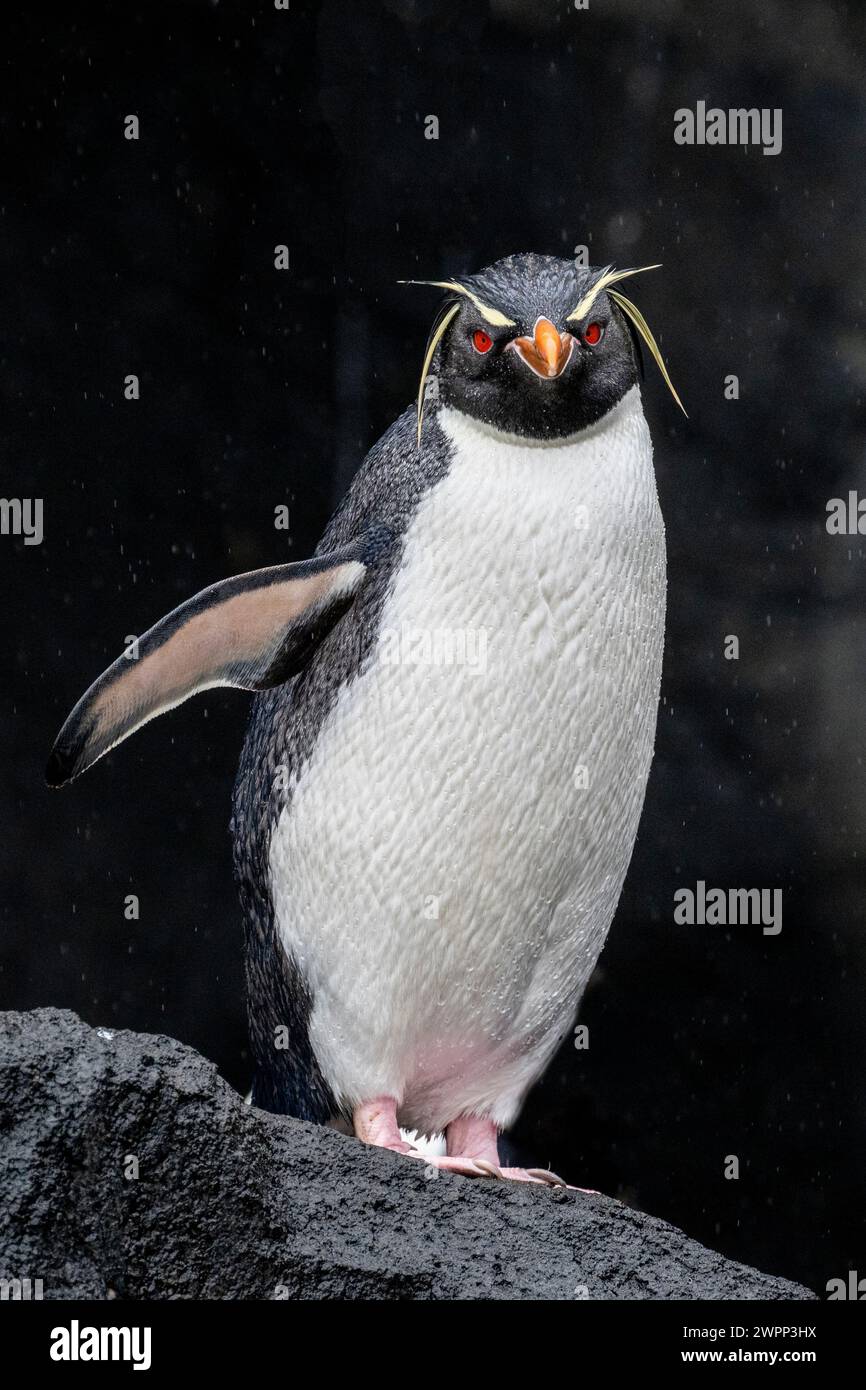 Nouvelle-Zélande, îles subantarctiques, île d'Auckland, Musgrave Inlet. Manchot Rockhopper oriental (Eudyptes chrysocome filholi) sur roche de lave noire. Banque D'Images