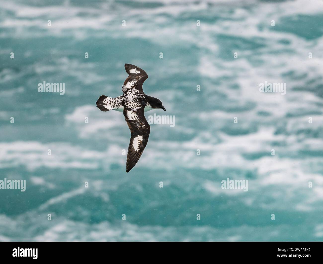 Un Cap Petrel (Daption capense) volant au-dessus de l'océan. Antarctique. Banque D'Images