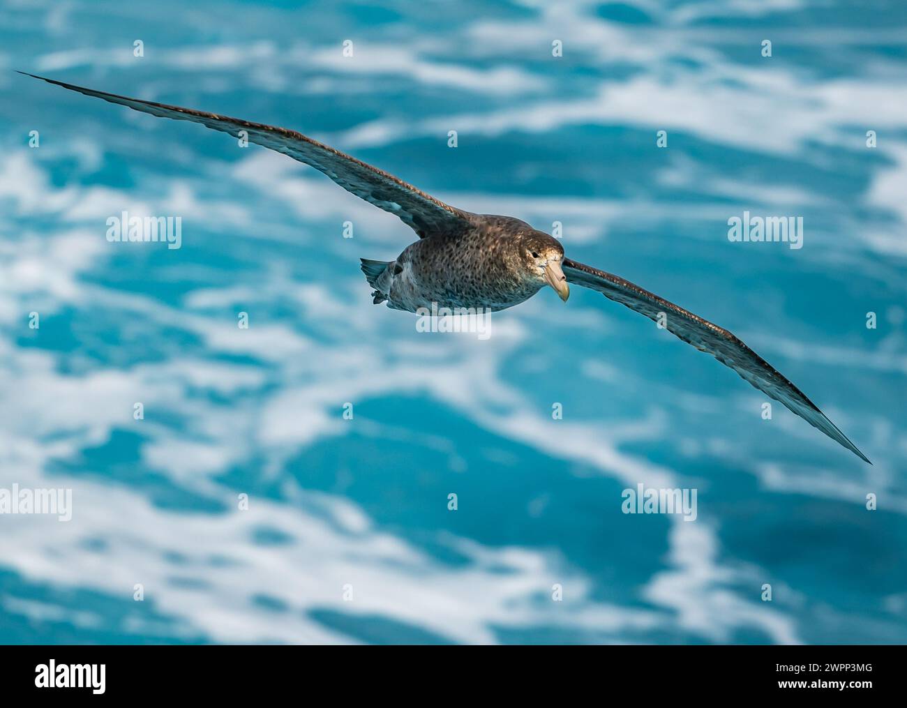 Un pétrel géant du Sud (Macronectes giganteus) volant. Antarctique. Banque D'Images