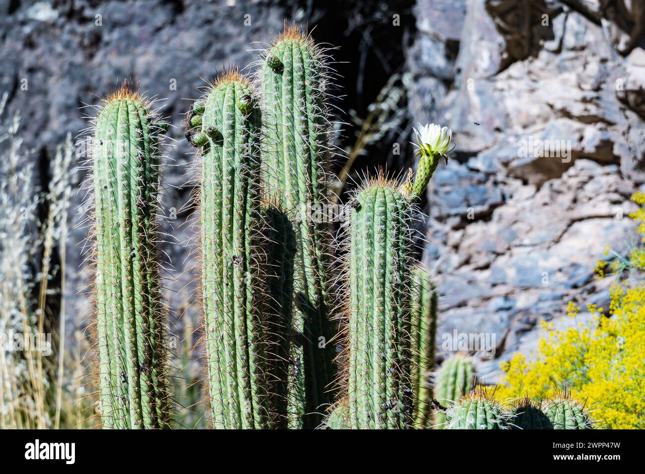Plante de cactus géant (Leucostele chiloensis) dans la région aride du centre du Chili. Banque D'Images