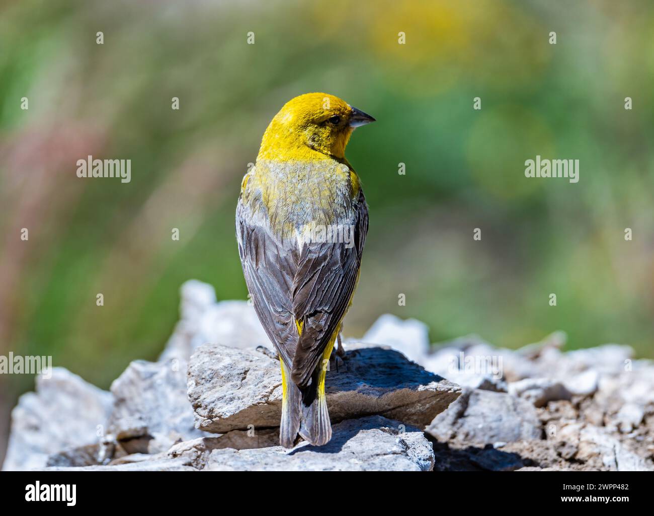 Un grand Finish jaune (Sicalis auriventris) perché sur un rocher. Chili. Banque D'Images