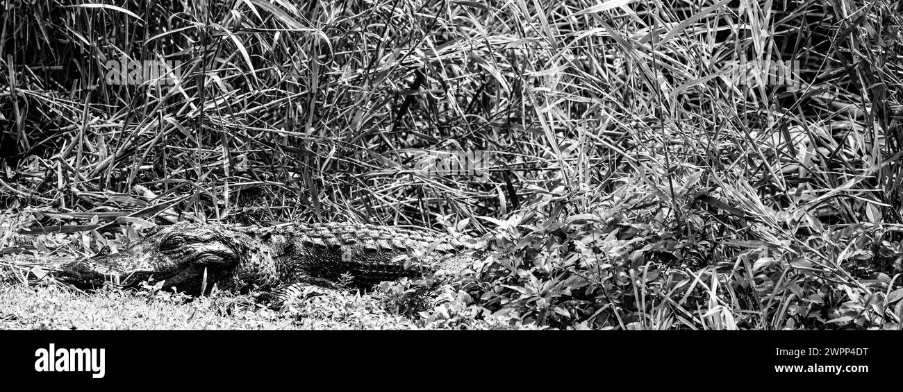 Alligator américain assis le long d'un sentier depuis le Royal Palm Visitor Center le long de l'Anhinga Trail dans le parc national des Everglades Banque D'Images