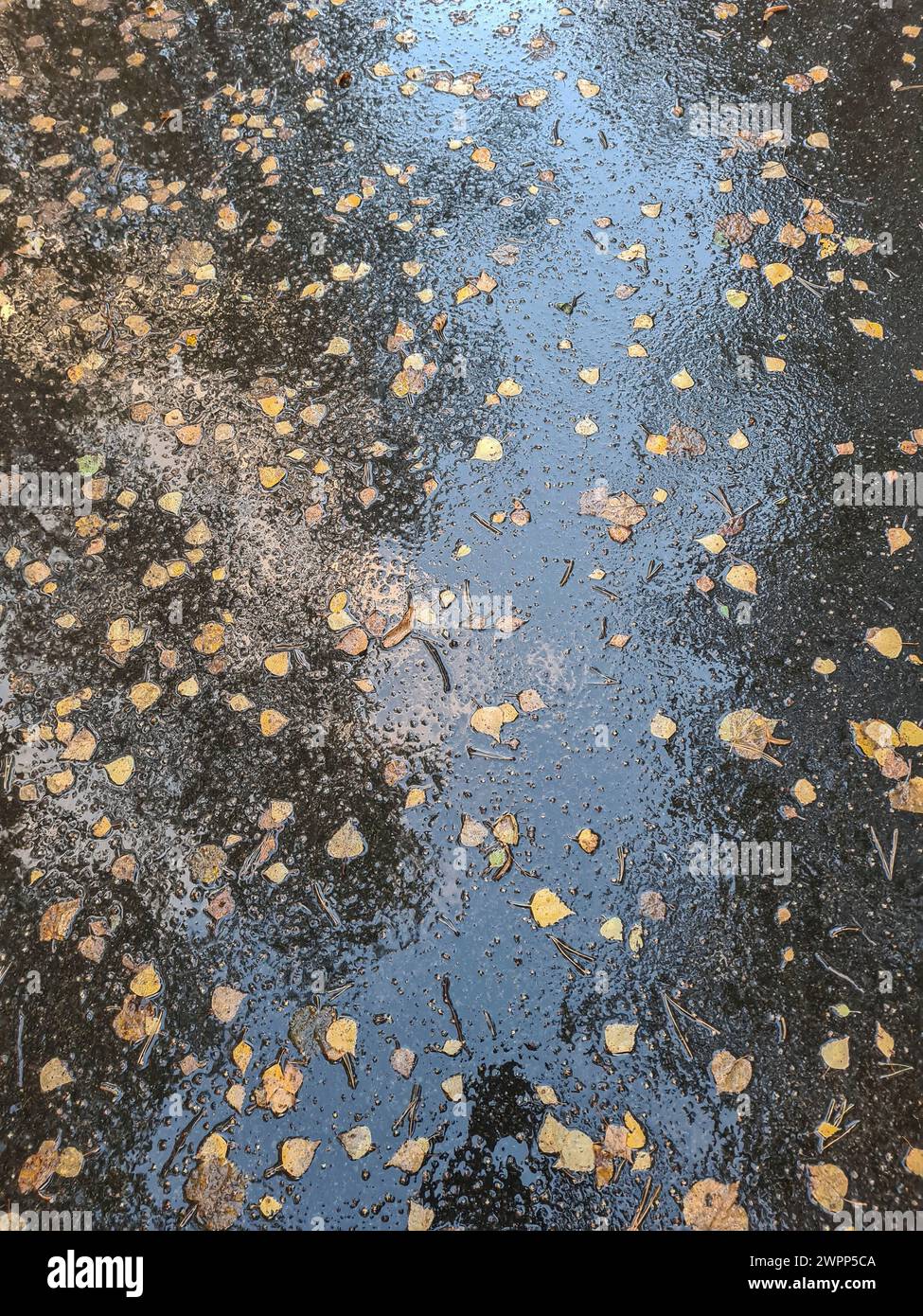Rue humide de la pluie avec des feuilles d'automne et réflexion de la lumière Banque D'Images