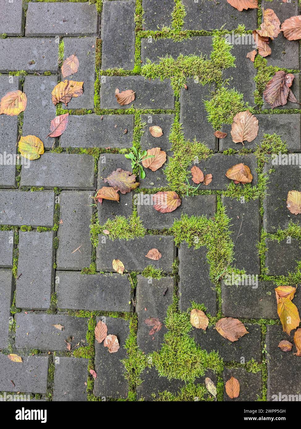 Pavés recouverts de mousse et feuilles d'automne pendant la saison d'automne d'octobre Banque D'Images