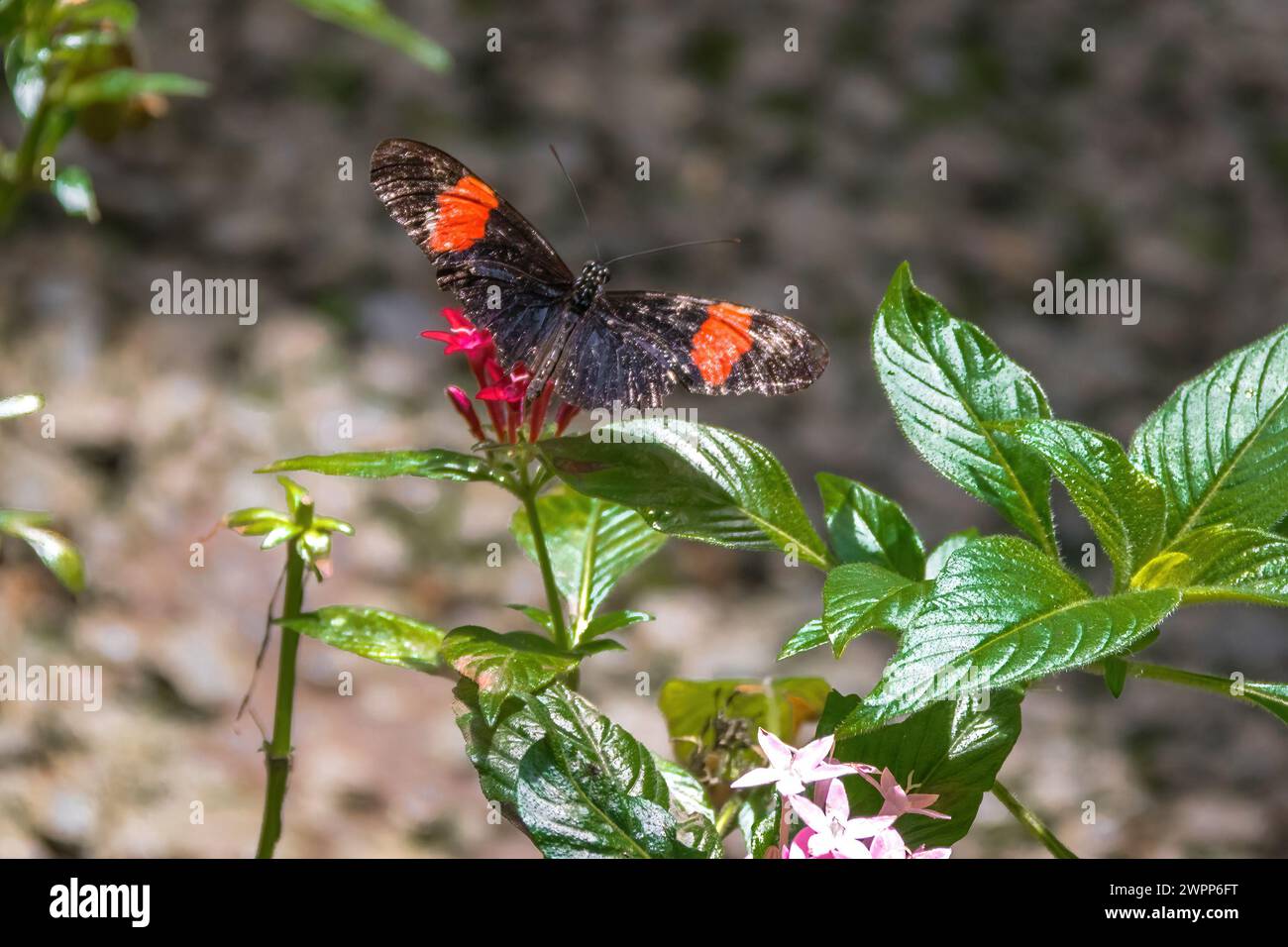 Beau papillon de postier (Heliconius melpomene) Banque D'Images
