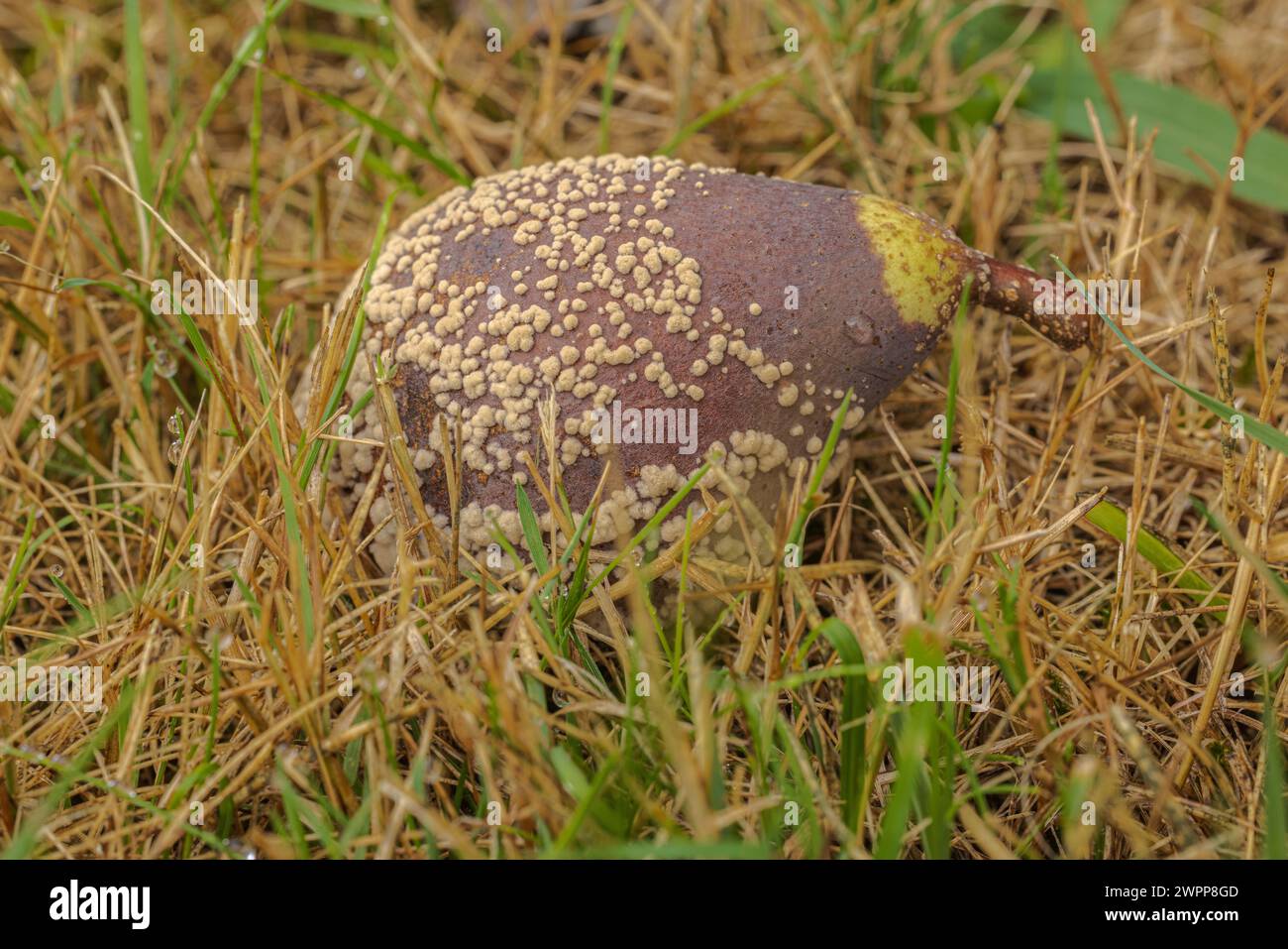 Verger, verger de prairie à la fin de l'été, fruits tombés dans la prairie Banque D'Images