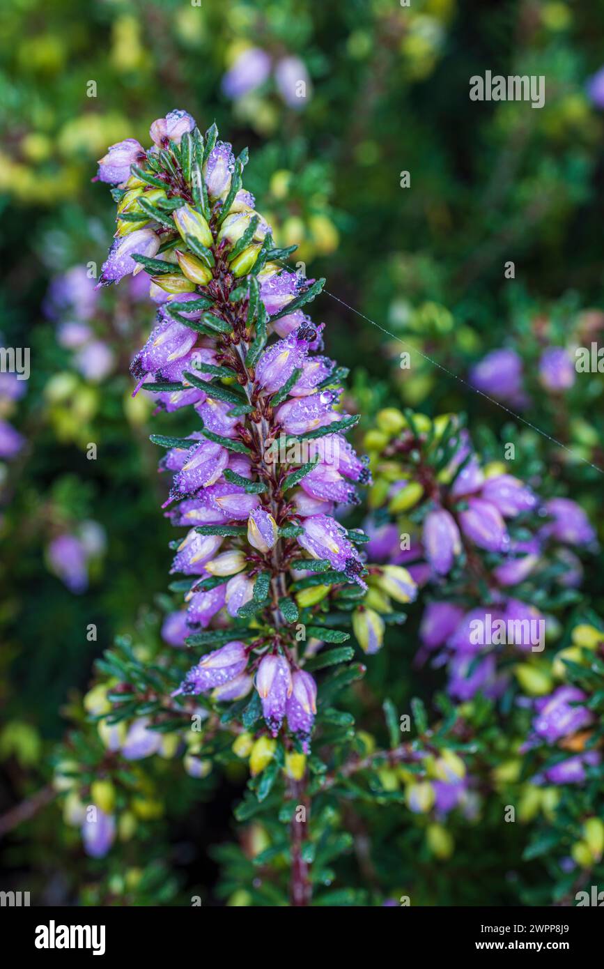 Floraison hivernale bruyère, neige bruyère (Erica carnea), rosée Banque D'Images