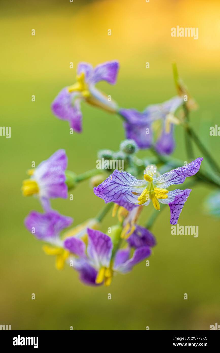 Radis de jardin (Raphanus sativus), gros plan Banque D'Images