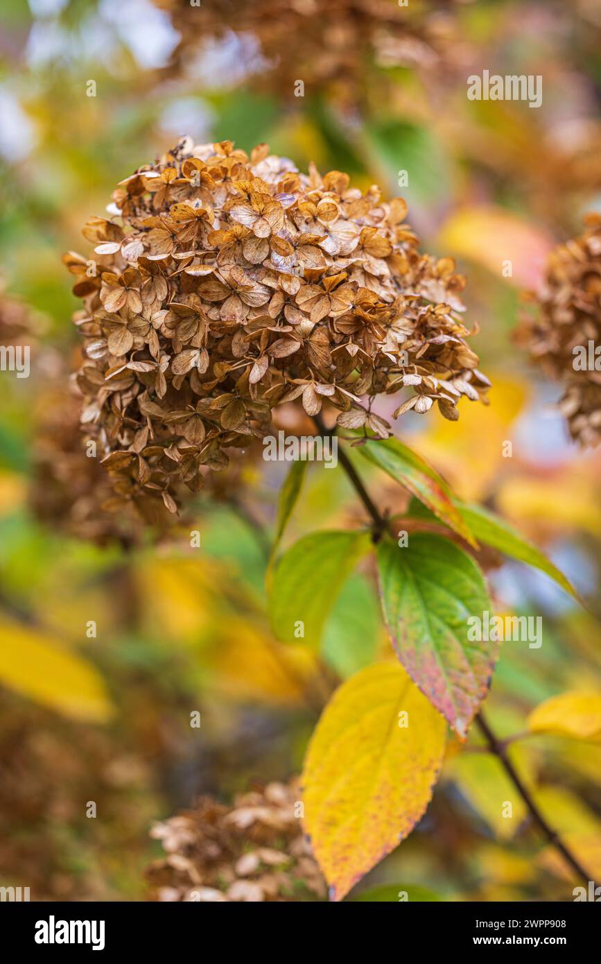 Hortensias en automne, fond de fleur flou Banque D'Images