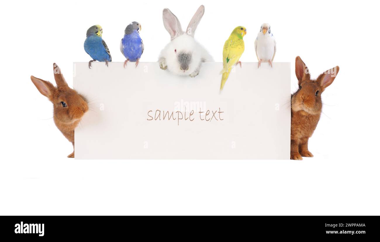 Lapin et budgie avec un fond blanc pour le dessin de texte Banque D'Images