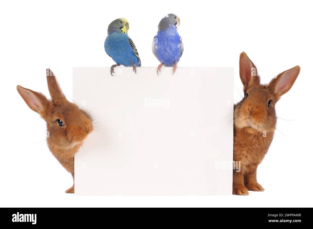 Lapin et budgie avec un fond blanc pour le dessin de texte Banque D'Images