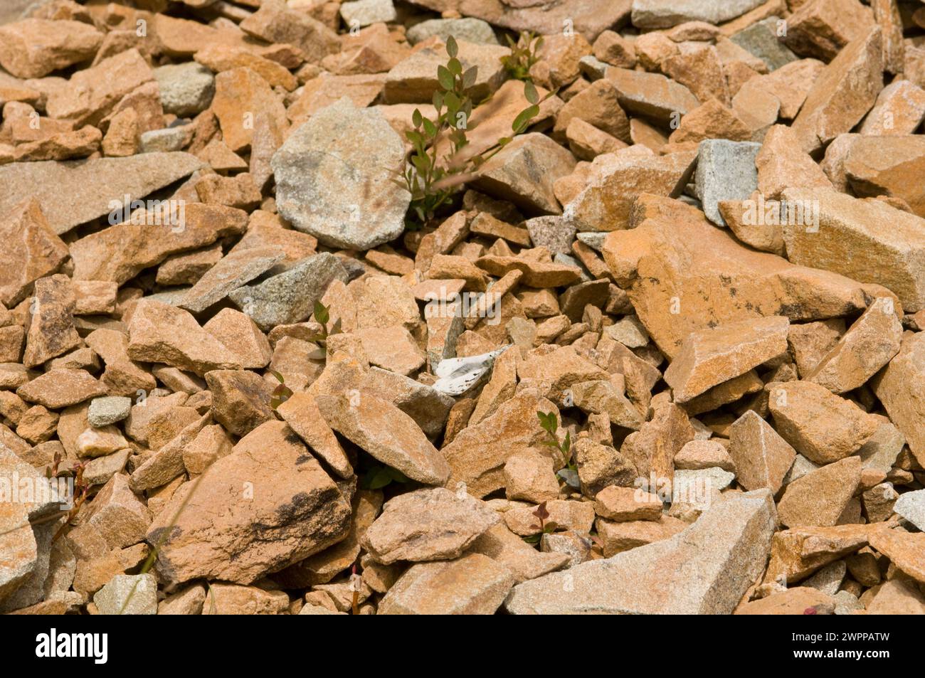 Famille de la queue d'araignée parnassius clodius le long de la piste Copper Ridge Trail dans le parc national North Cascades État de Washington États-Unis Banque D'Images