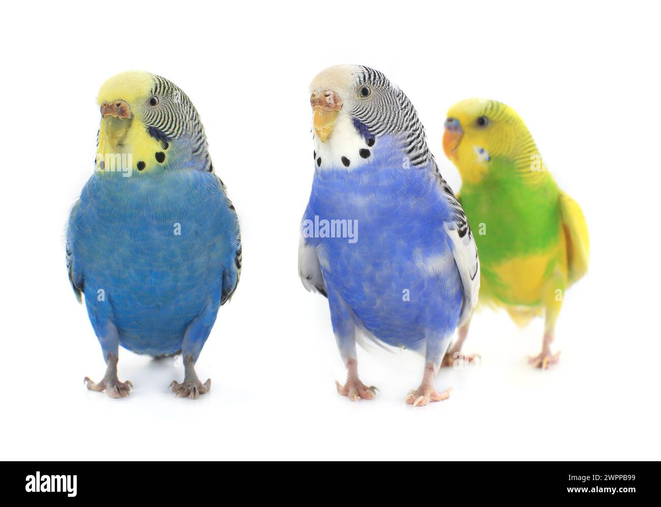budgerigars perruches australiennes isolées sur fond blanc Banque D'Images