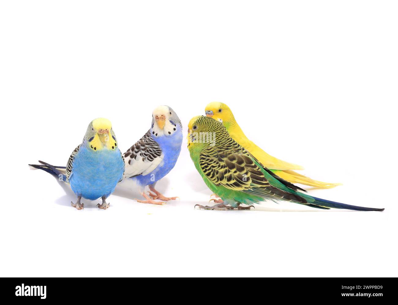 budgerigars perruches australiennes isolées sur fond blanc Banque D'Images