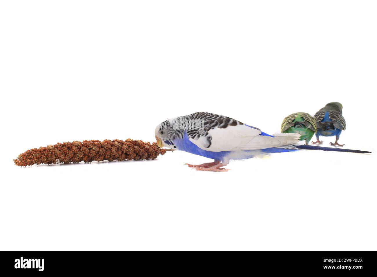 les perroquets mangent un fourrage pour les oiseaux Banque D'Images