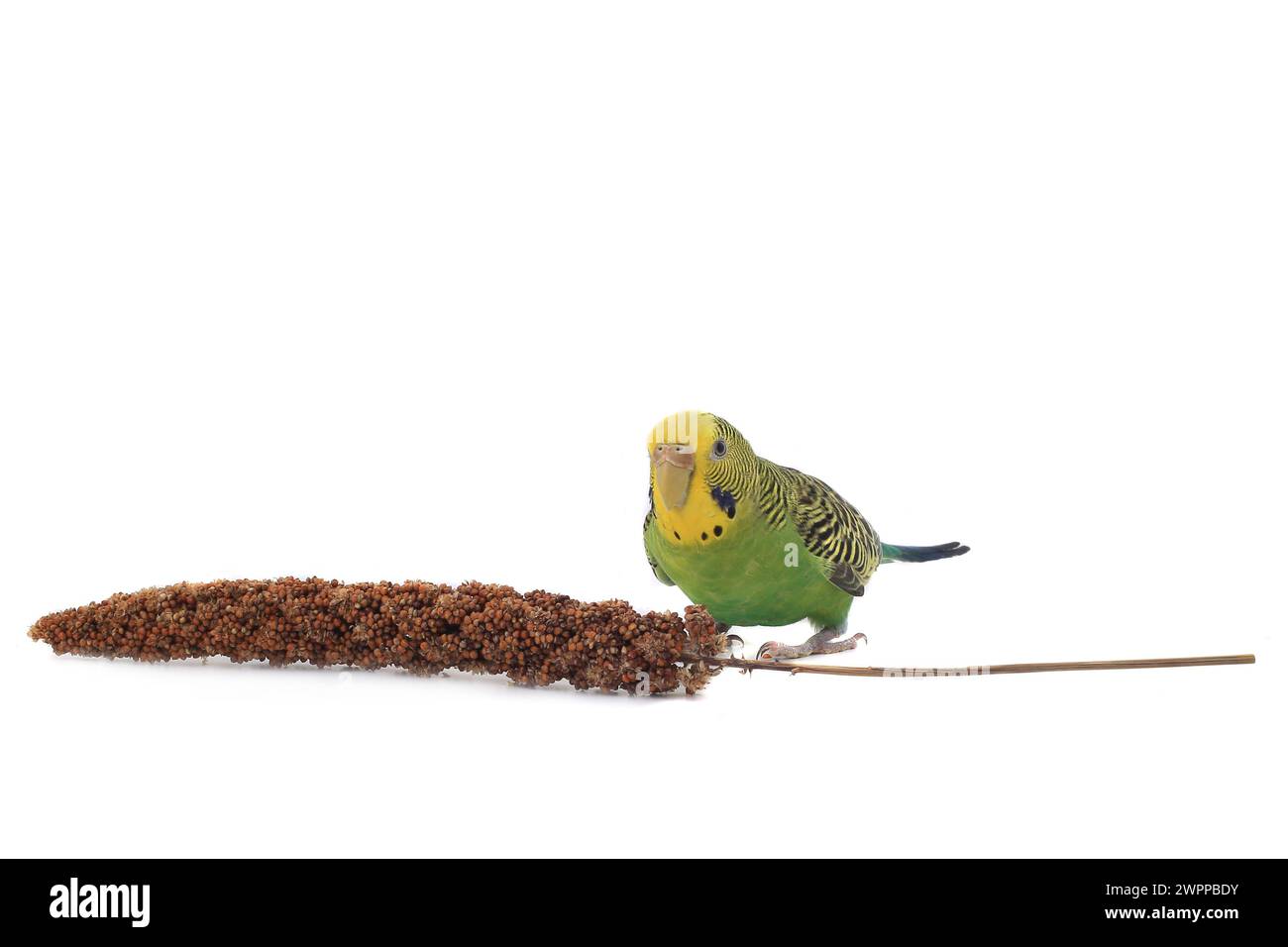 les perroquets mangent un fourrage pour les oiseaux Banque D'Images