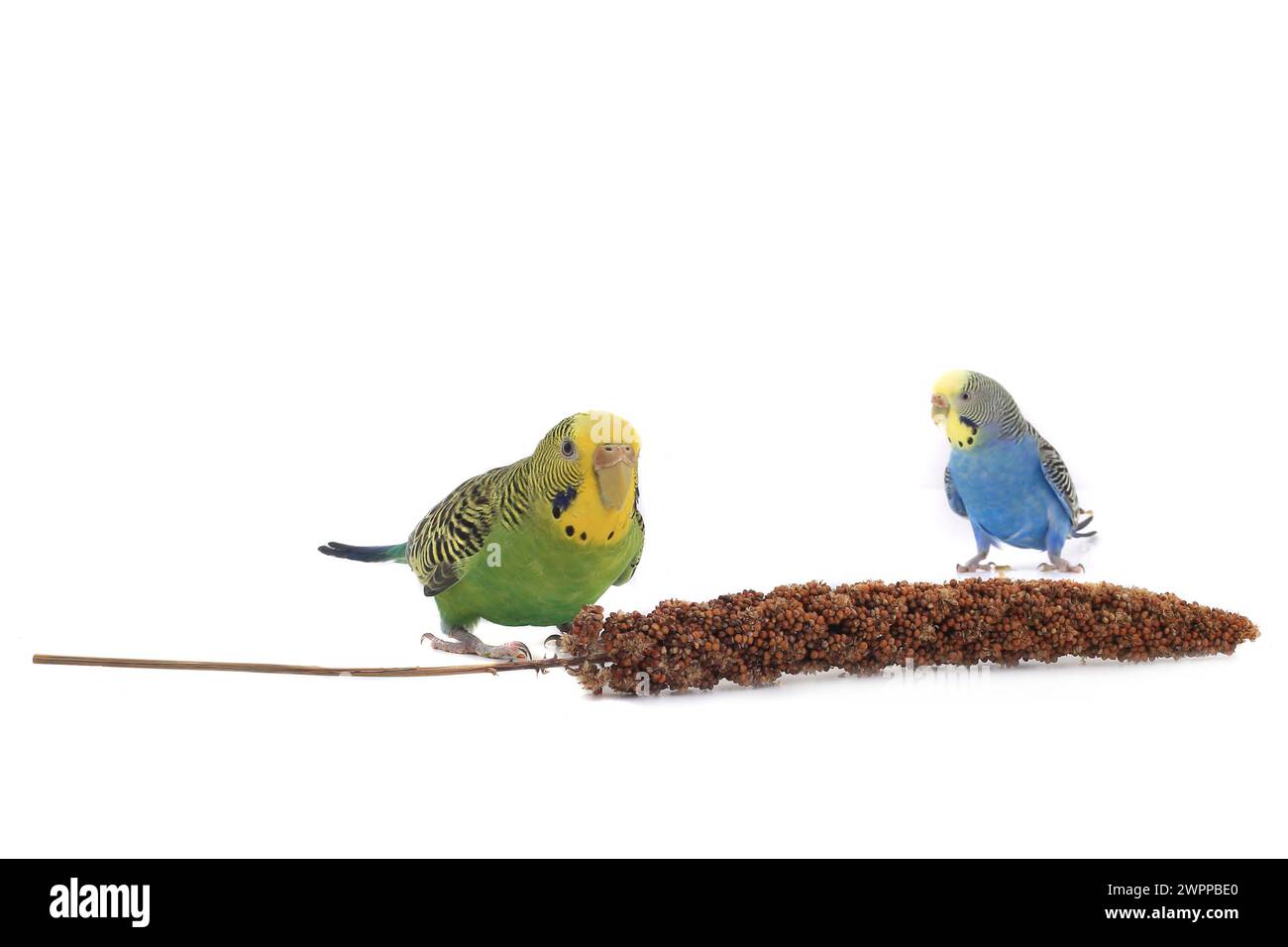 les perroquets mangent un fourrage pour les oiseaux Banque D'Images