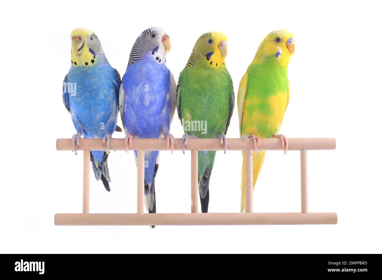 budgerigars perruches australiennes isolées sur fond blanc Banque D'Images