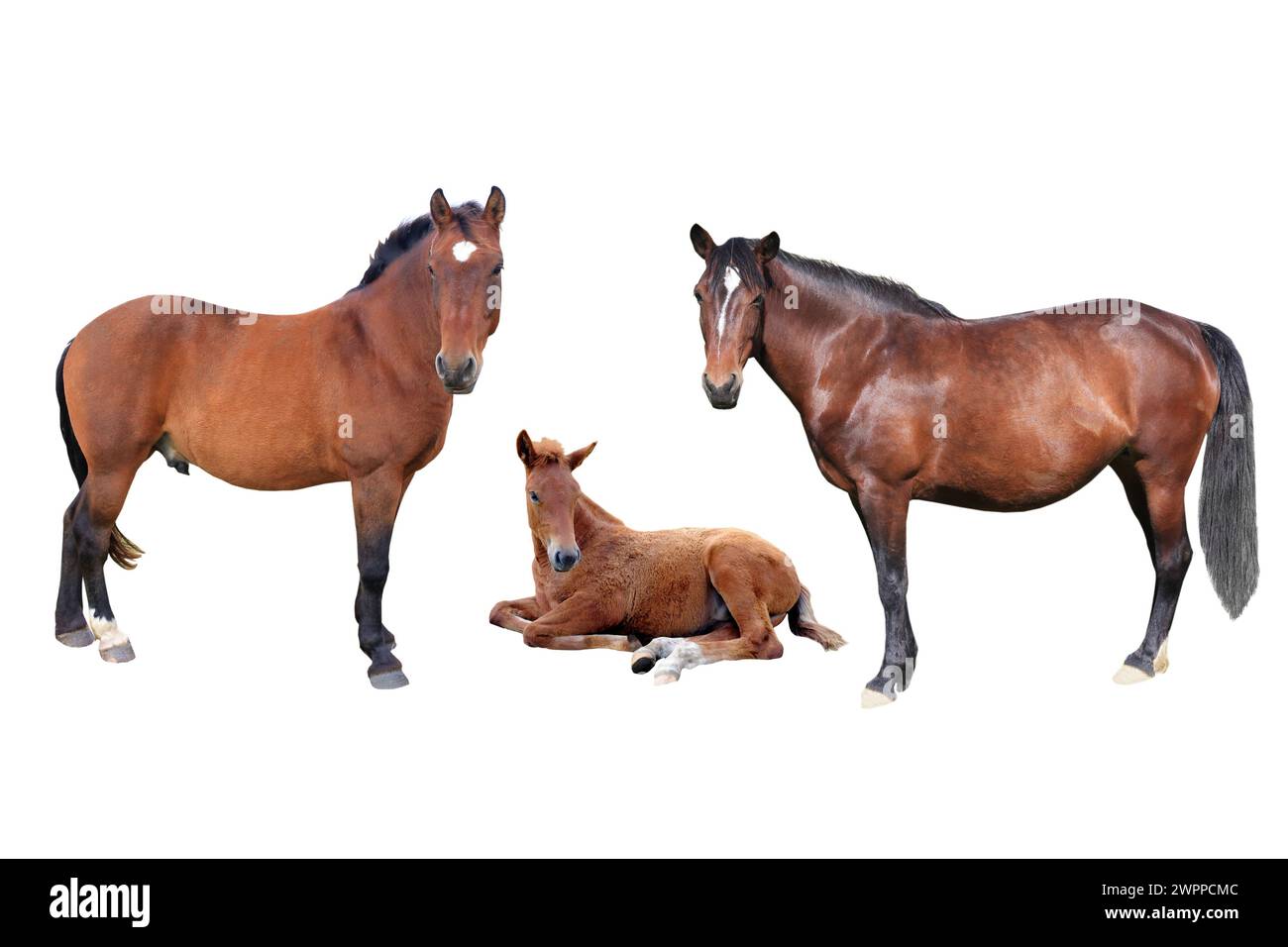 cheval de famille brun sur un fond blanc Banque D'Images