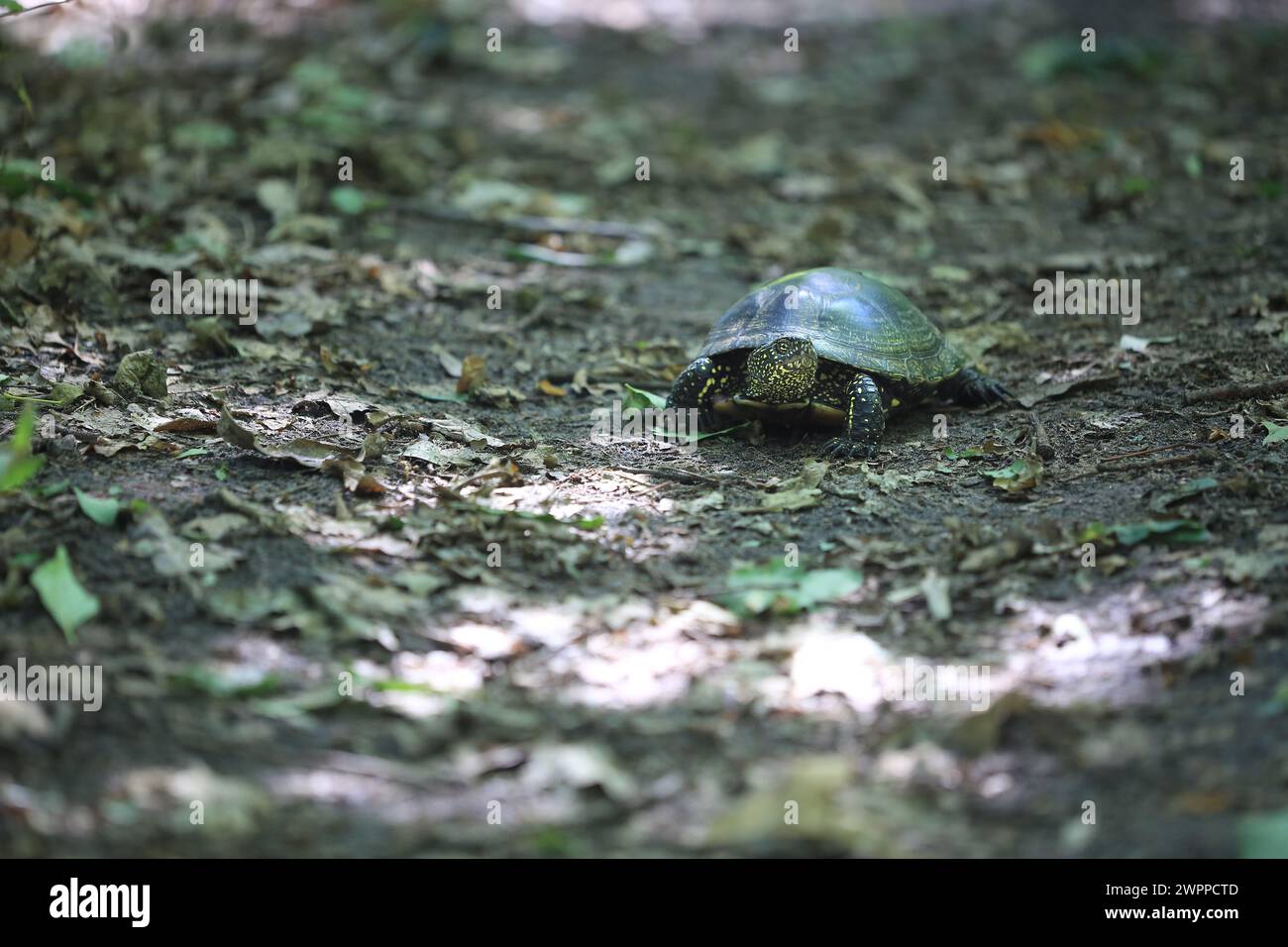 tortue dans le bois à l'extérieur Banque D'Images
