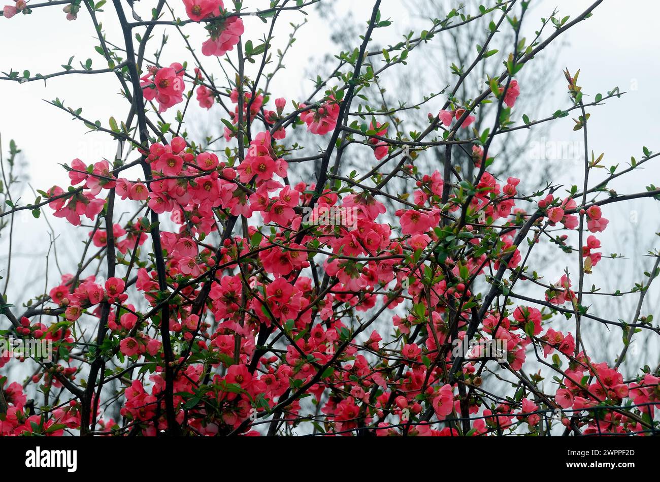 Chaenomeles speciosa, le coing à fleurs, le coing chinois ou le coing japonais, est un arbuste épineux à feuilles caduques ou semi-persistantes originaire d'Asie orientale. Il pousse habituellement à environ 2 M. les fleurs sont généralement rouges, mais peuvent être blanches ou roses. Le fruit est un pépin dur parfumé qui ressemble à un coing. Cette plante est largement cultivée dans les régions tempérées pour son habit de jumelage et ses fleurs voyantes qui apparaissent tôt dans la saison, parfois même au milieu de l'hiver. Il est fréquemment utilisé comme haie basse informelle. Banque D'Images