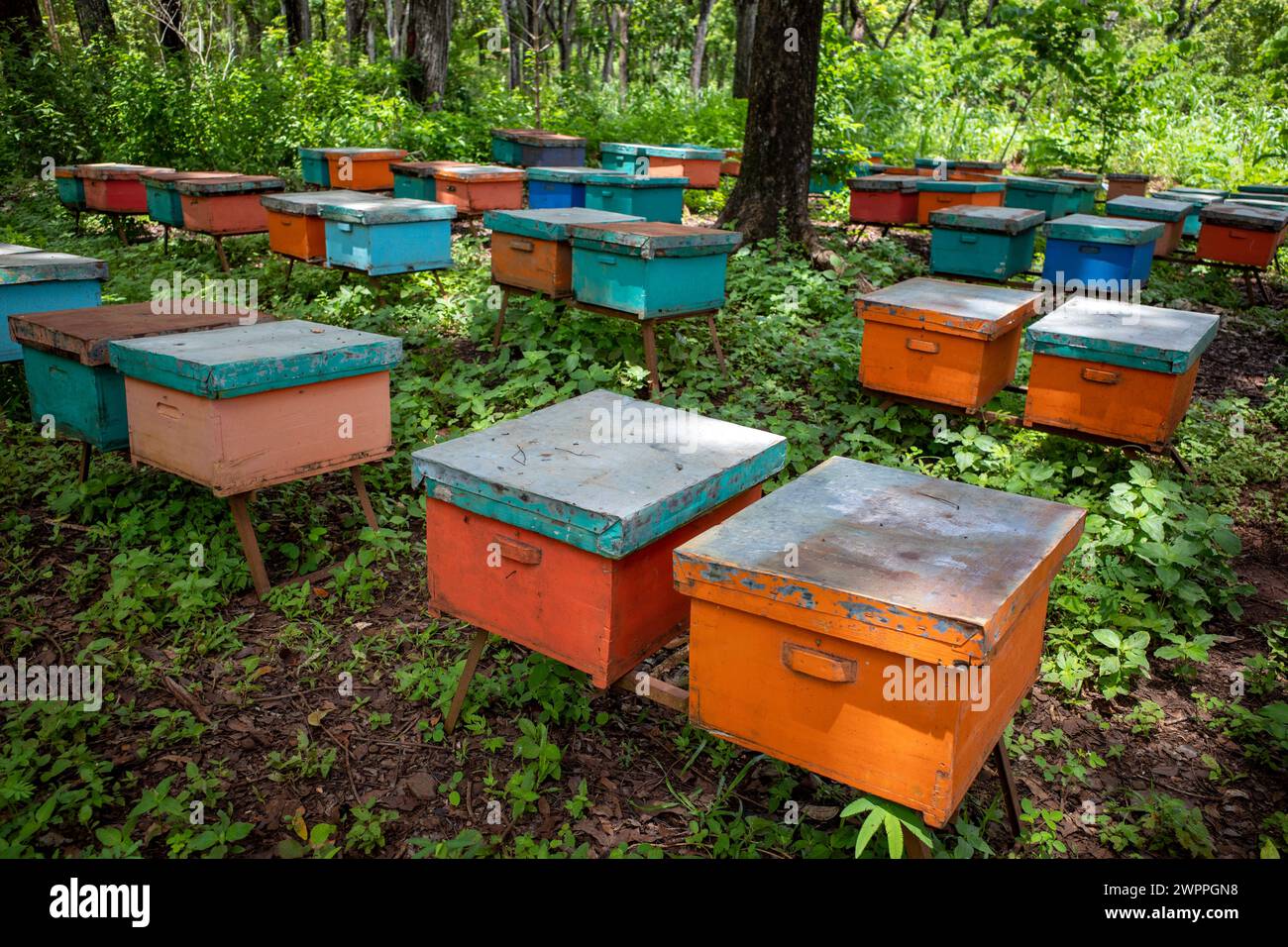 Ruchers colorés, ruches dans la forêt d'acajou, à Gunung Kidul, Yogyakarta, Indonésie. Banque D'Images