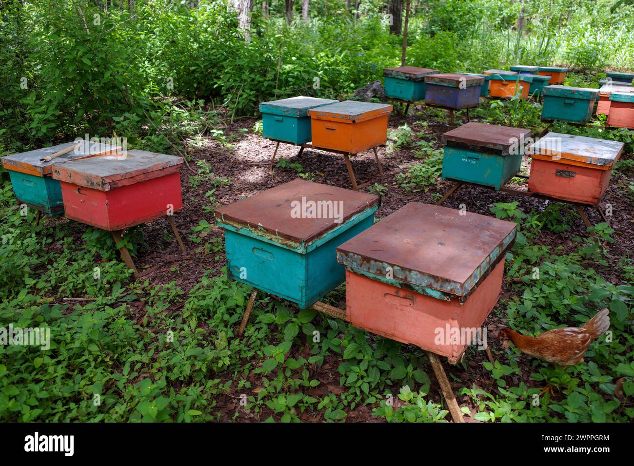 Ruchers colorés, ruches dans la forêt d'acajou, à Gunung Kidul, Yogyakarta, Indonésie. Banque D'Images