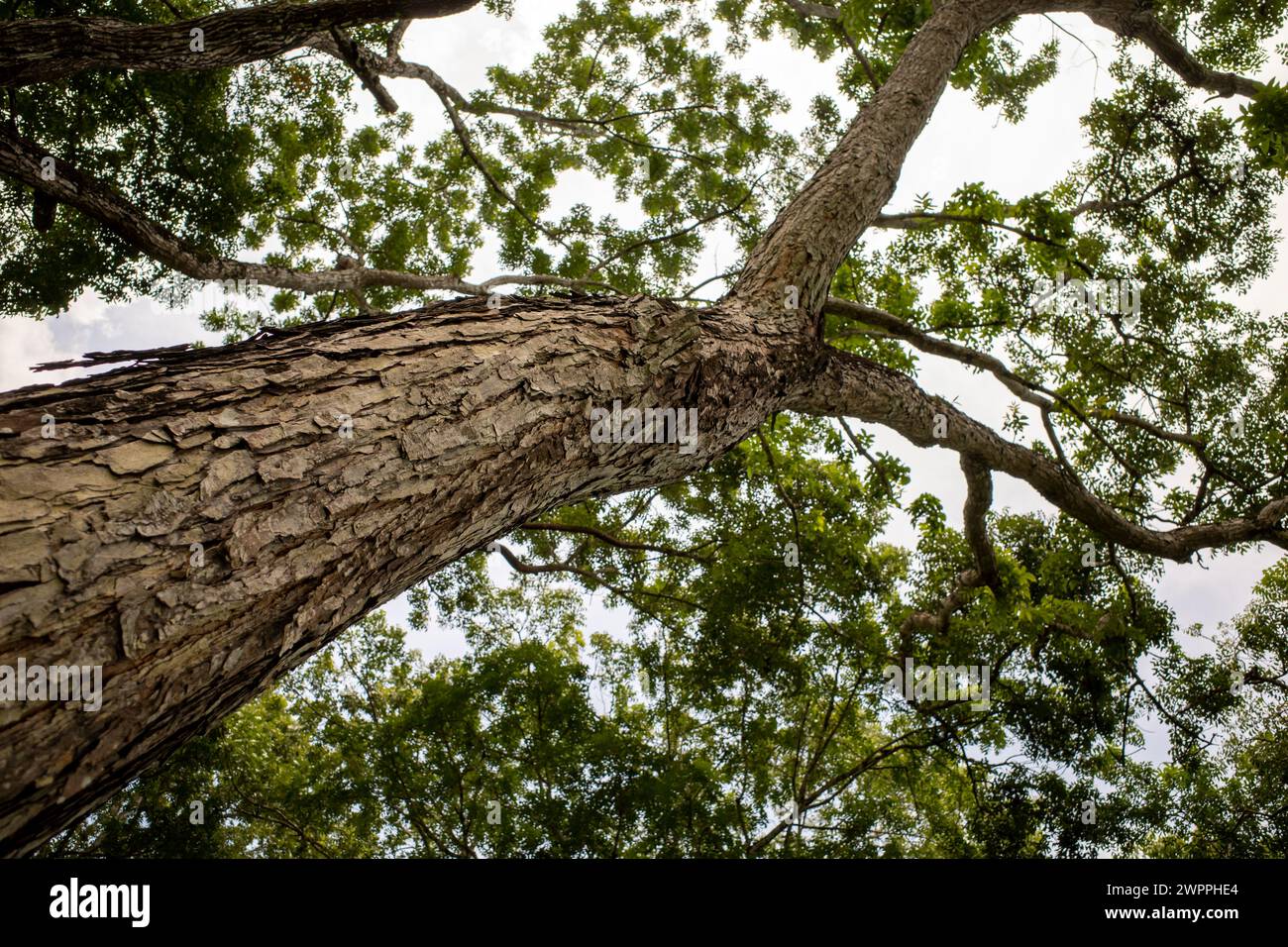 Arbre d'acajou, forêt de Swietenia macrophylla à Gunung Kidul, Yogyakarta, Indonésie. Banque D'Images