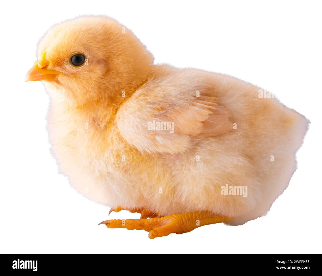 Buff Orpington poulet poussin qui est vous et assis isolé dans un plan de studio. Banque D'Images