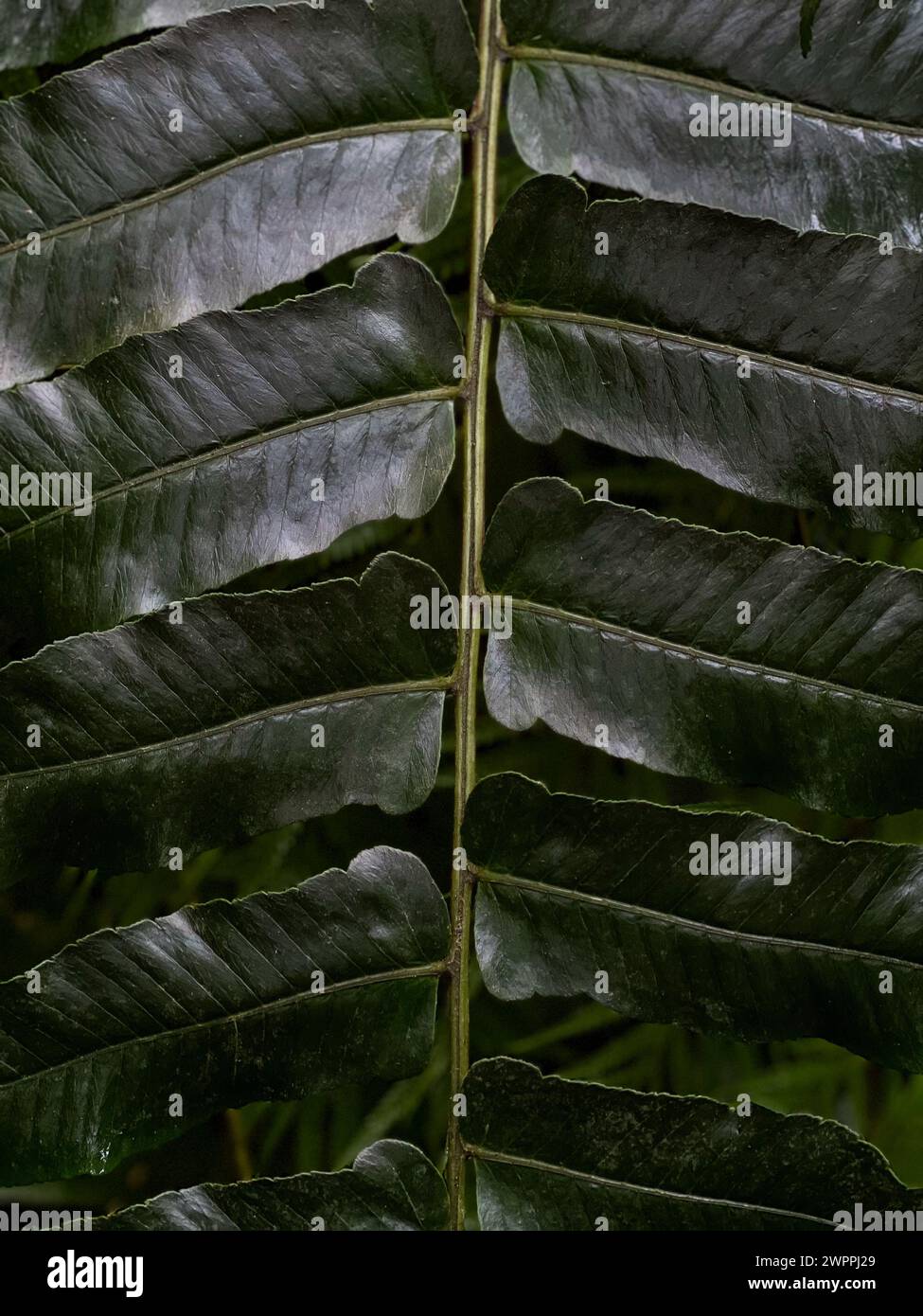 Gros plan d'un palmier vert feuilles Banque D'Images