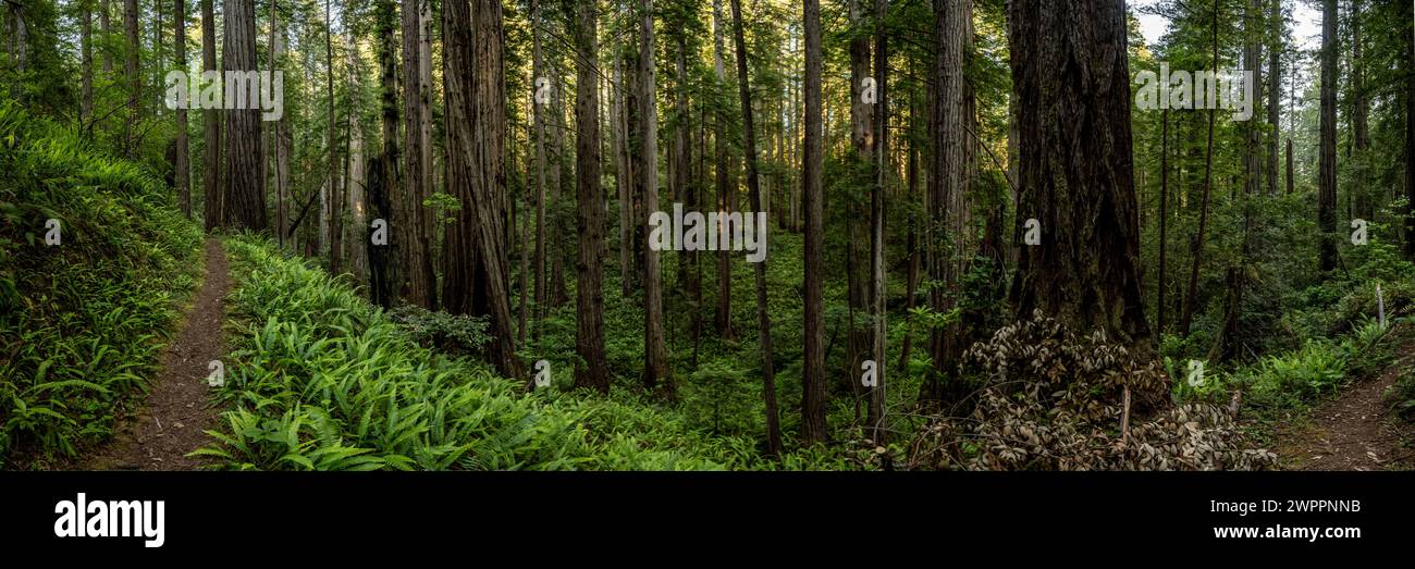 Panorama de séquoias dans la forêt sombre et le sentier qui le traverse en été Banque D'Images