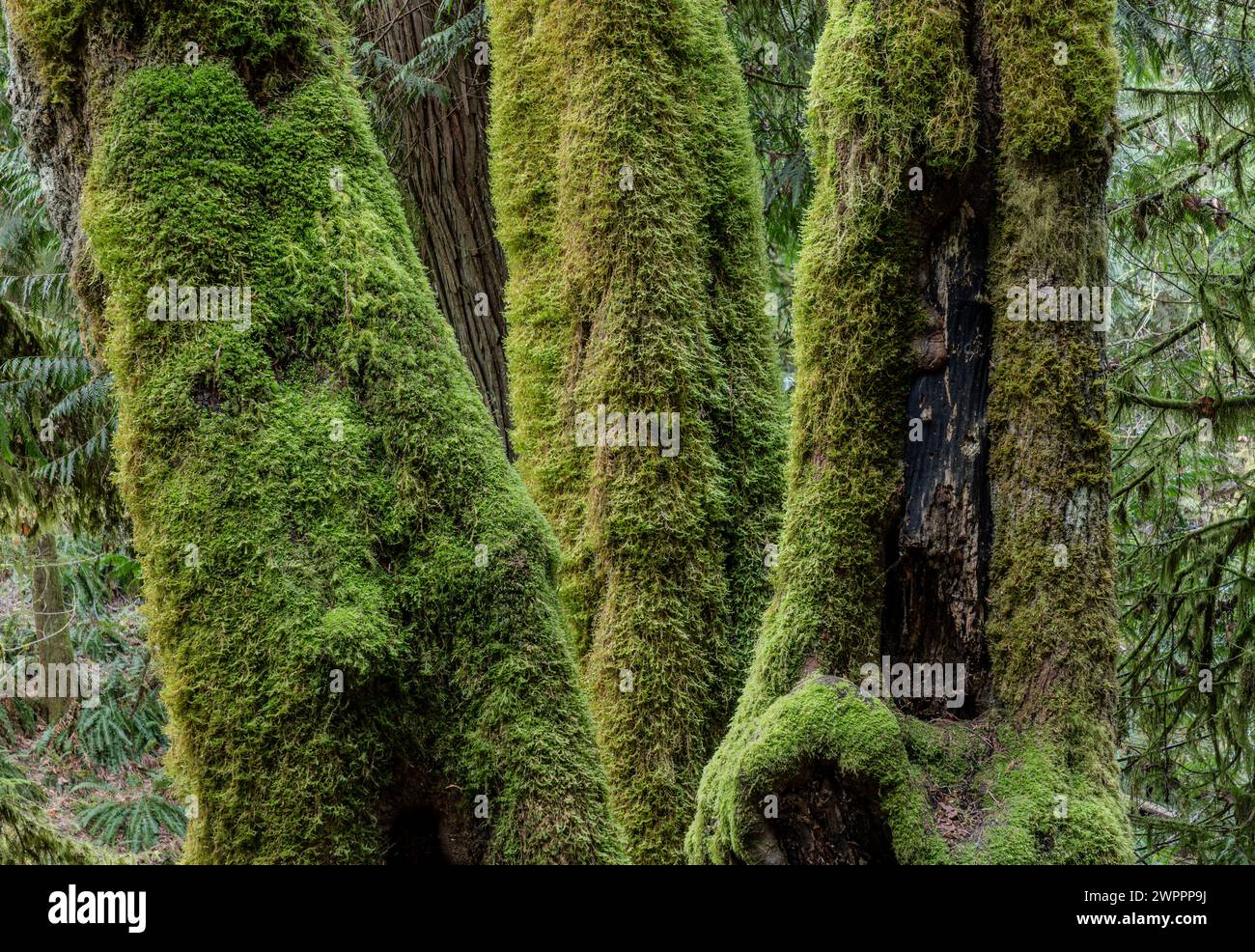 Arbres couverts de mousse et de lichen près du ruisseau Pease sur le sentier McKenzie Bight dans le parc provincial Gowlland Tod en Colombie-Britannique, Canada. Banque D'Images