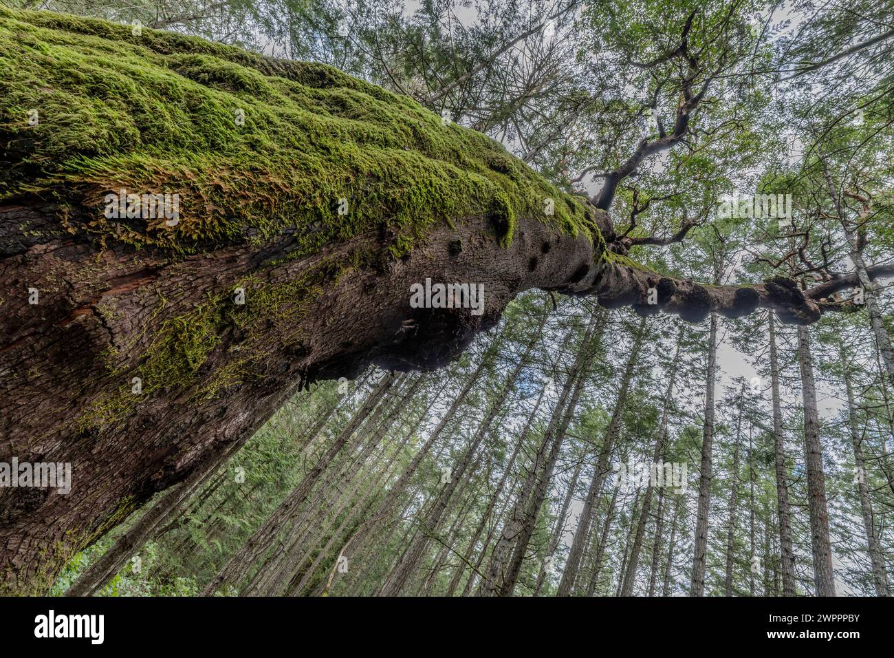 L'arbre Arbutus géant dans le parc régional Mount Park sur l'île Mayne en Colombie-Britannique, Canada. Banque D'Images